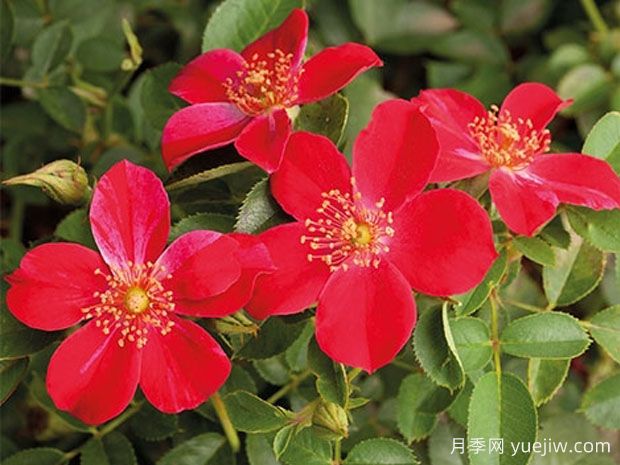 红宝石梅拉月季(图1) 红宝石梅拉月季(图1)