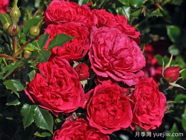 深红色精灵月季(图1) 深红色精灵月季(图1)