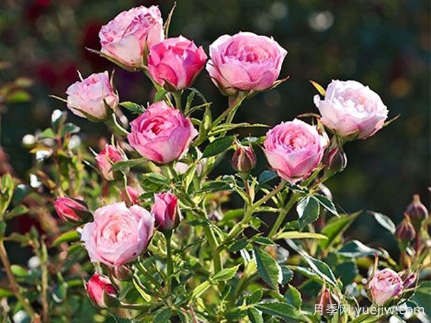 腮红精灵月季(图1)