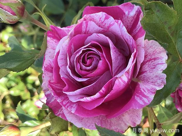 游行日月季/樱花月季(图1) 游行日月季/樱花月季(图1)