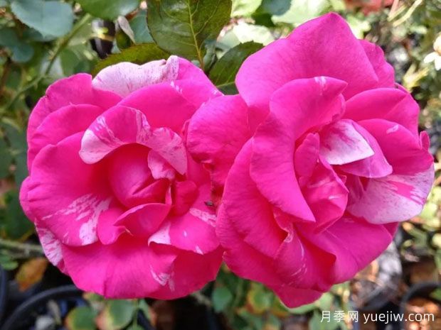 游行日月季/樱花月季(图2) 游行日月季/樱花月季(图2)