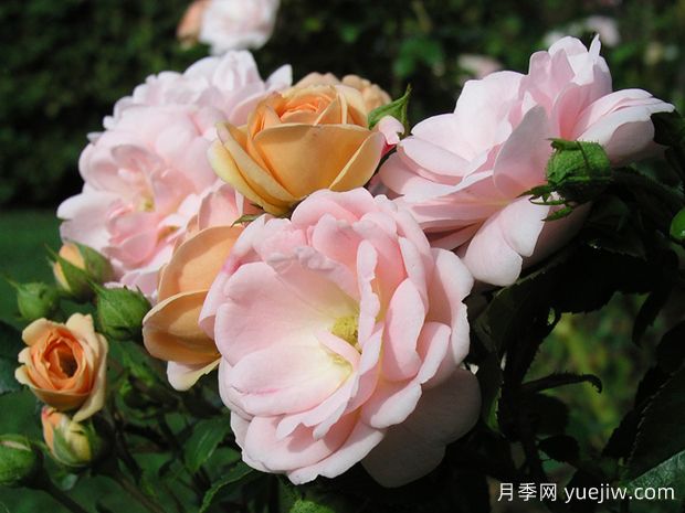 珠光边缘月季(图1) 珠光边缘月季(图1)