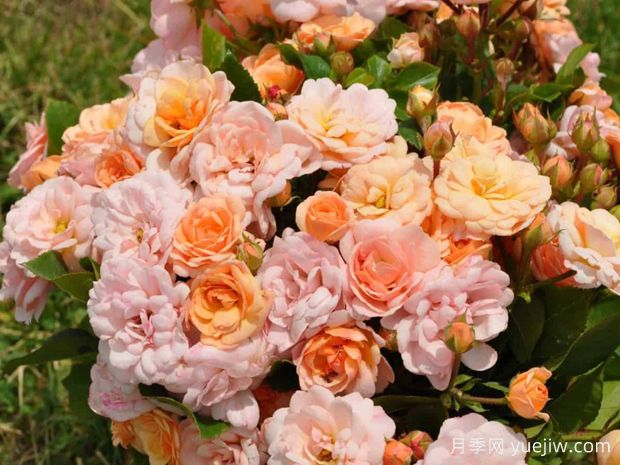 珠光边缘月季(图2) 珠光边缘月季(图2)