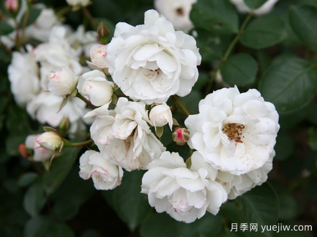 白色边缘月季(图2)