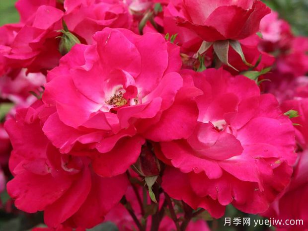 活力边缘月季/万岁边缘月季(图1) 活力边缘月季/万岁边缘月季(图1)