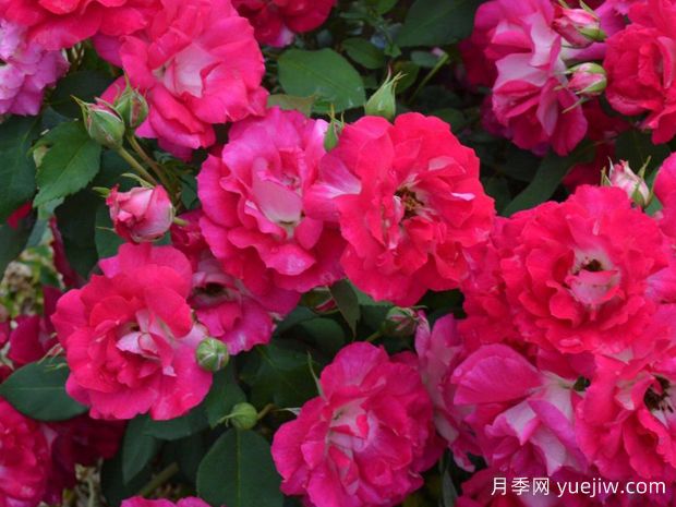 活力边缘月季/万岁边缘月季(图2) 活力边缘月季/万岁边缘月季(图2)