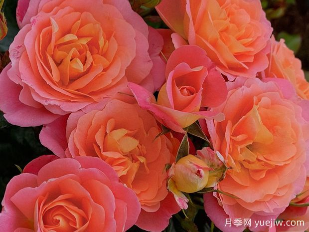 詹妮特贝克女爵月季(图1) 詹妮特贝克女爵月季(图1)