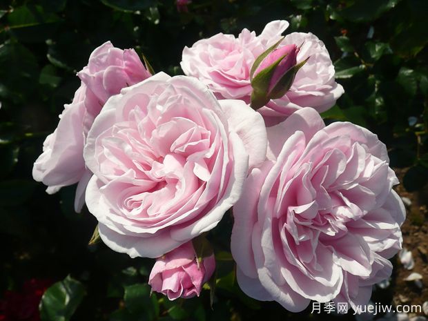 丁香酒月季/丁香色美酒月季(图1) 丁香酒月季/丁香色美酒月季(图1)