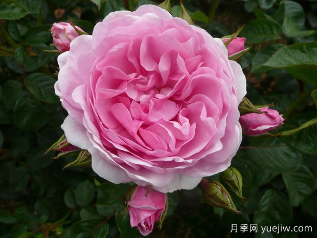 奥科萨娜月季(图1) 奥科萨娜月季(图1)