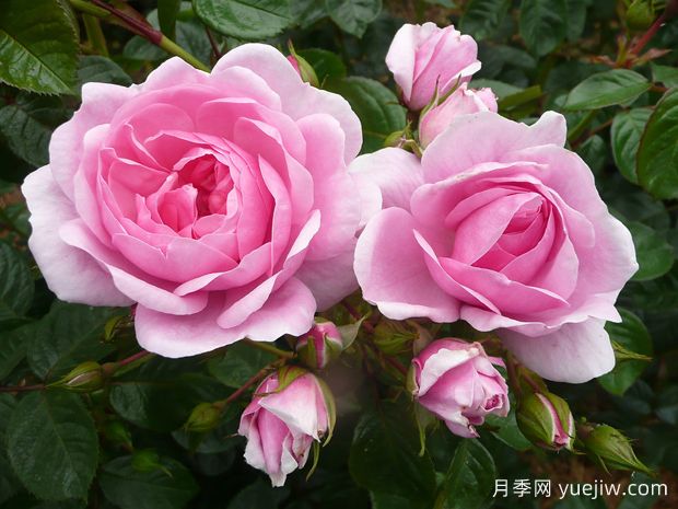 奥科萨娜月季(图2) 奥科萨娜月季(图2)
