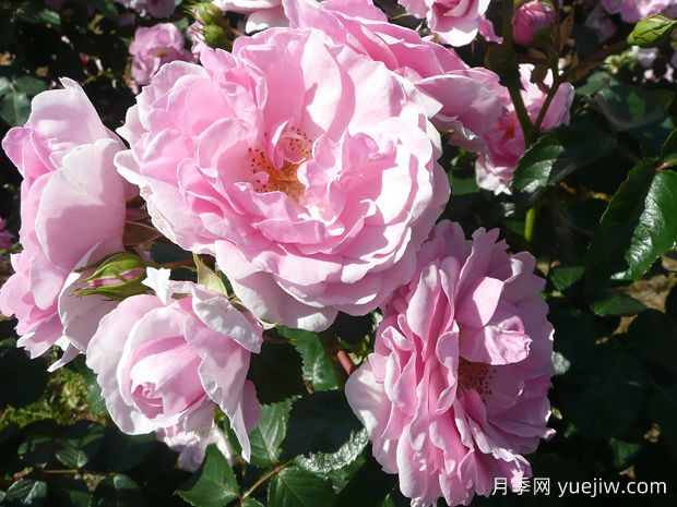 奥科萨娜月季(图3) 奥科萨娜月季(图3)