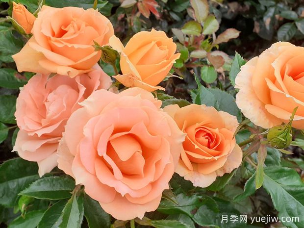 贝丽尔绽放的美丽月季(图1) 贝丽尔绽放的美丽月季(图1)