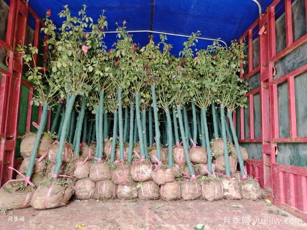 苗木真假容器苗,如何分辨(图1) 苗木真假容器苗,如何分辨(图1)