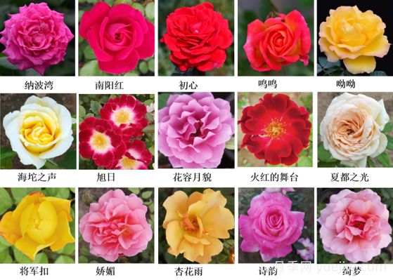 月季育种家:北京纳波湾园艺公司(图1) 月季育种家:北京纳波湾园艺公司(图1)