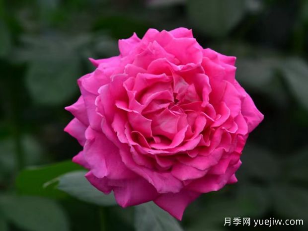 纳波湾月季(图1) 纳波湾月季(图1)