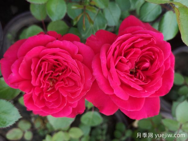 首善之花月季(图1) 首善之花月季(图1)