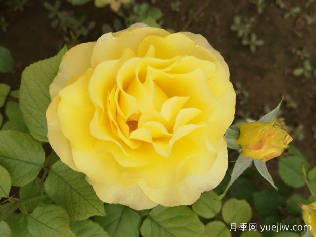 金色纳波月季(图1)