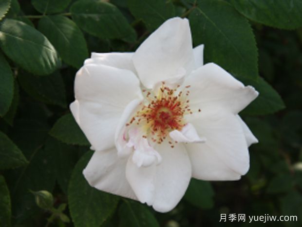 天山白雪月季(图1)