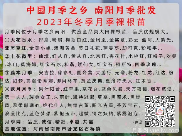 2023年冬季南阳月季大田裸根苗全品种批发供应(图1) 冬季南阳月季大田裸根苗全品种批发供应(图2)