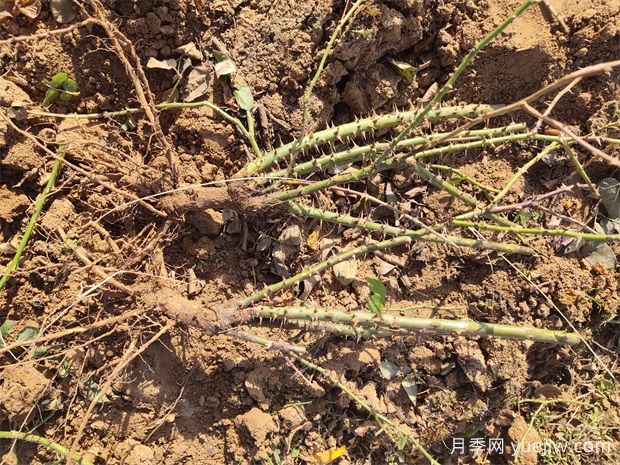 2023年冬季南阳月季大田裸根苗全品种批发供应(图4) 冬季南阳月季大田裸根苗全品种批发供应(图4)