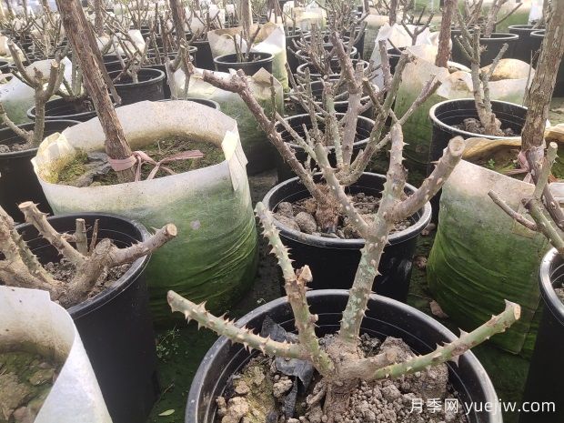 园林苗木休眠期病虫害防治植物(图1)