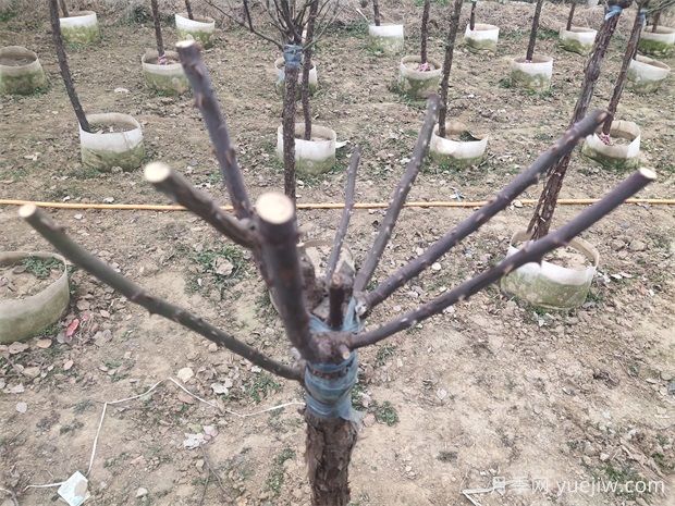 月季花冬剪应该何时进行?(图1) 月季花冬剪应该何时进行?(图1)