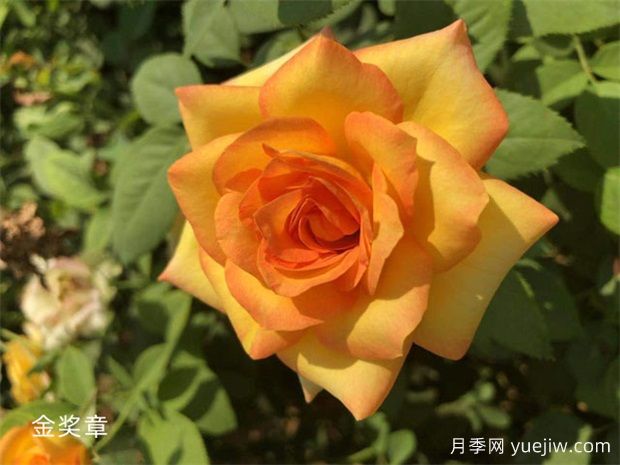 黄色系16种月季，明亮像太阳，耀眼如黄金(图5)