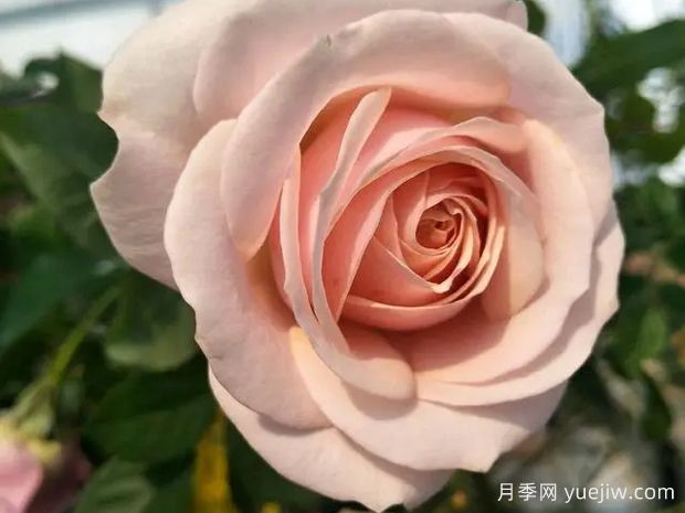 彗星王阳台月季Comet King Terrazza(图2)