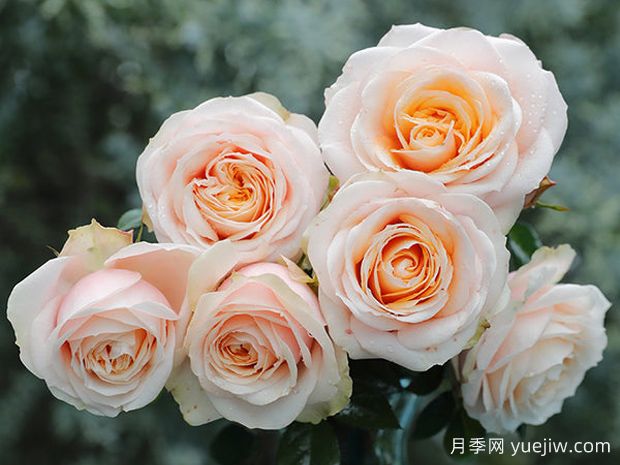 彗星王阳台月季Comet King Terrazza(图1)