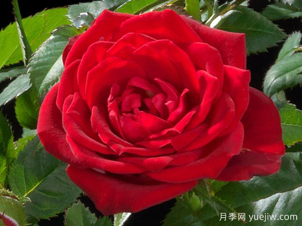 火热宝石月季(图1) 火热宝石月季(图1)