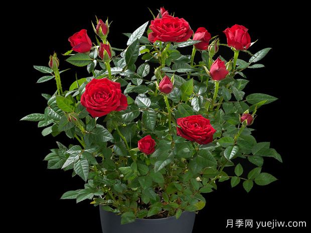 火热宝石月季(图2) 火热宝石月季(图2)