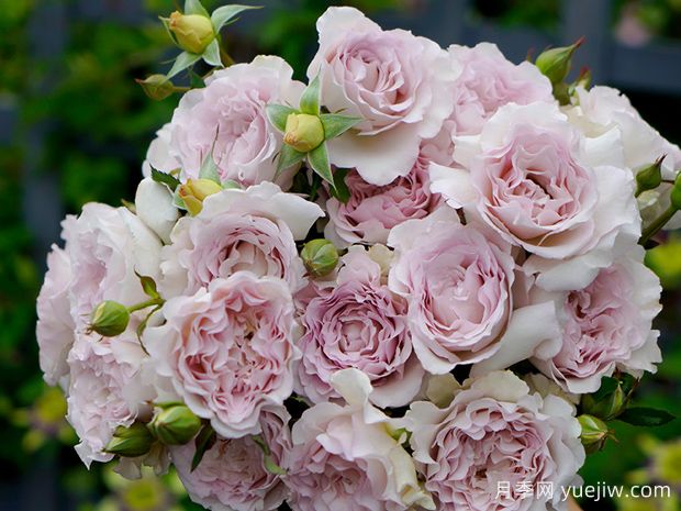 正是看花时！看看花友们都在种什么月季？(图4)