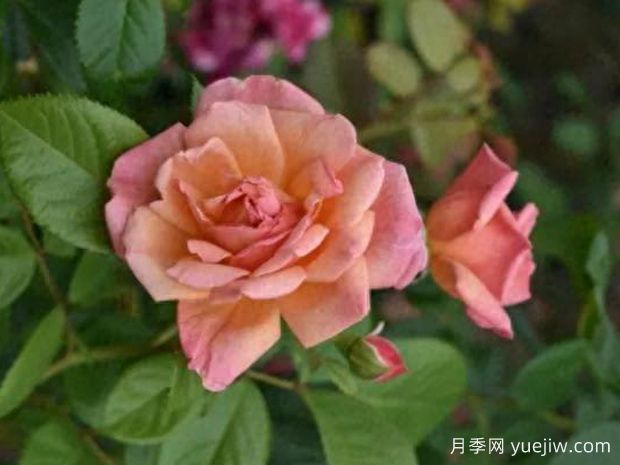 伊萨博蒙特勒伊月季(图1) 伊萨博蒙特勒伊月季(图1)