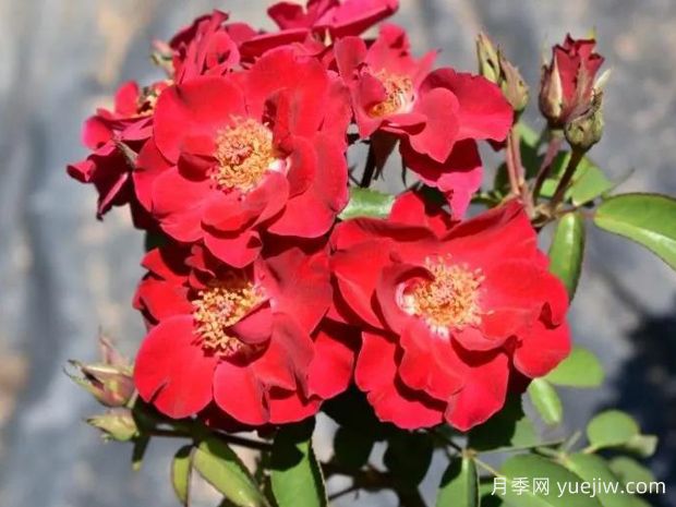 艾琳安吉丽娜月季(图1)