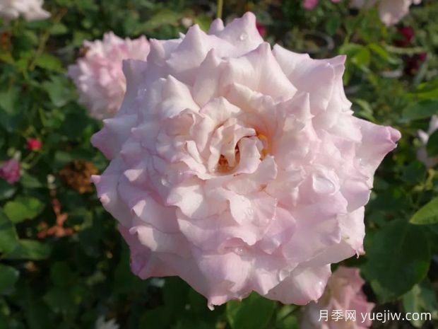 黛玉月季/紫玉月季(图2)