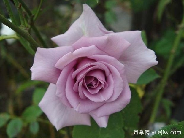 蓝色天鹅绒月季(图2)