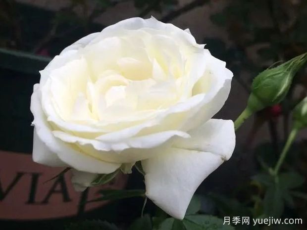 神奇宝石月季(图1) 冰冷宝石月季(图1)