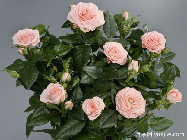 宝贝宝石月季(图2) 宝贝宝石月季(图2)