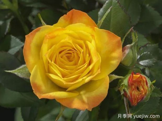 神奇宝石月季/惊人宝石(图1) 神奇宝石月季/惊人宝石(图1)