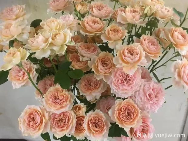 杏色啦啦队长月季/杏色拉拉队(图1) 杏色啦啦队长月季/杏色拉拉队(图1)