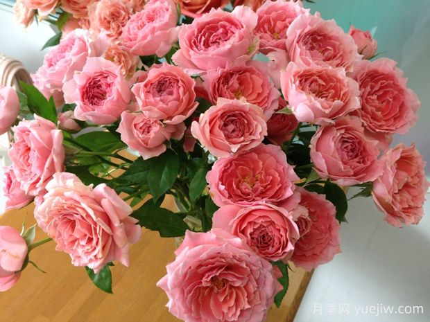 图瓦橙杯月季/啦啦队长月季(图1) 图瓦橙杯月季/啦啦队长月季(图1)