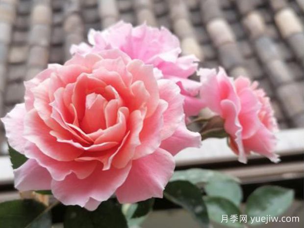 图瓦橙杯月季/啦啦队长月季(图2) 图瓦橙杯月季/啦啦队长月季(图2)