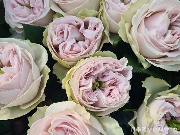 灰色阴影月季(图1) 灰色阴影月季(图1)