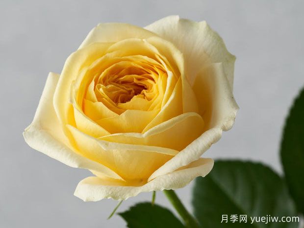 岁月月季/月火(图1) 岁月月季/月火(图1)