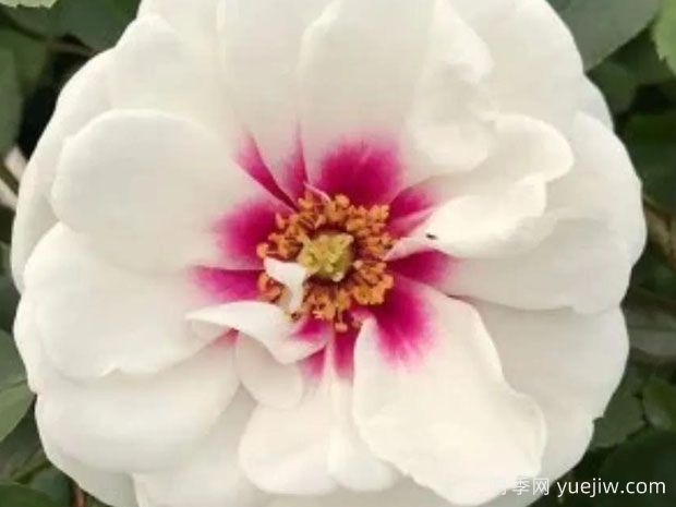 爱你的眼睛月季(图1)