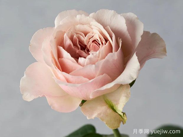 月之庭月季/月庭(图1) 月之庭月季/月庭(图1)