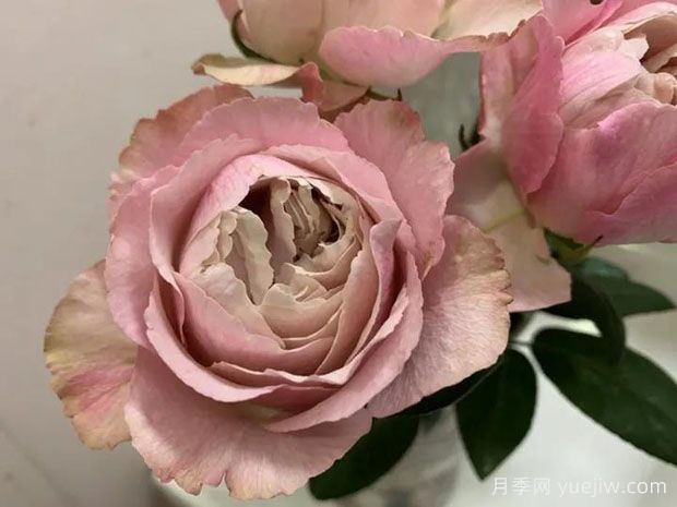 月之庭月季/月庭(图2) 月之庭月季/月庭(图2)