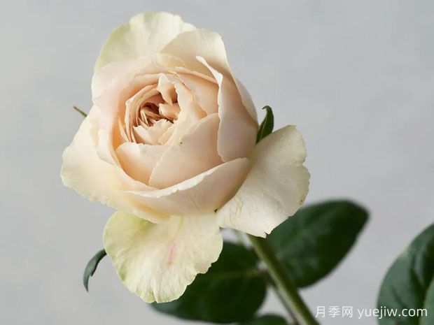 雪之庭月季/雪庭月季(图1)