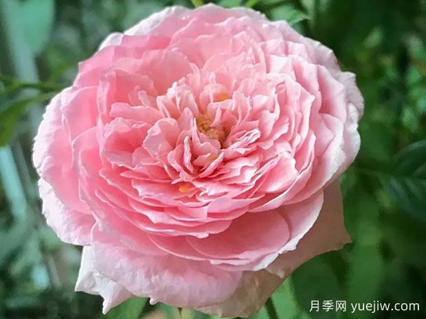 女人的遗产月季/传世芳华/传家宝夫人(图2) 女人的遗产月季/传世芳华/传家宝夫人(图2)