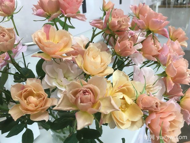 索拉月季/天空(图2) 索拉月季/天空月季(图2)